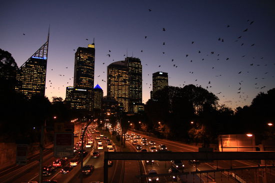 Ca. 18 Uhr erwachen die Flying Foxes (Fledermäuse) über Sydney.