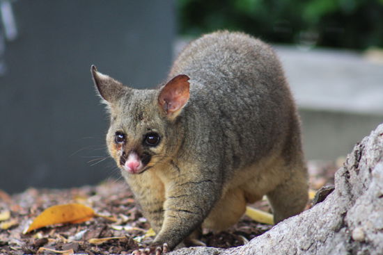 ...ein Possum. Das Pandon zum amer. Opossum. In Neuseeland sind sie eine Plage in Australien sind sie geschützt.