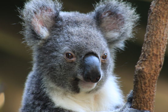 Und...ja, mein absolutes Lieblingstierchen hier im Aussie-Land. Sie schlafen bis zu 22 Stunden am Tag, Hauptgrund ist nicht Müdigkeit, vielmehr ist ihr Organismus damit beschäftigt, die giftigen Eukalyptusblätter zu vertauen. Der Koala ist das einzigste Lebewesen, der dies kann. Den Rest verbringen sie mit Fressen, Fortpflanzen, viel Zeit bleibt nicht für alles übrige 