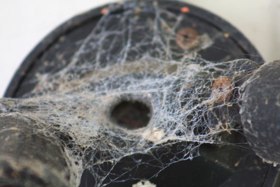 und...das Netz von einer Funnel Web Spider. Gesehen hab ich sie leider noch nicht. Aber die gibt´s hier wie Sand am mehr.