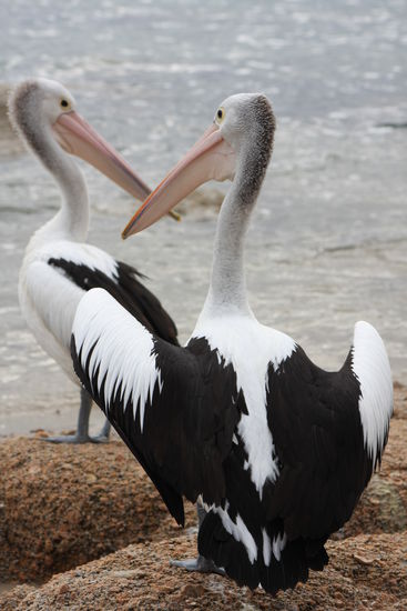 ...in Victor Harbour (Granit Island)