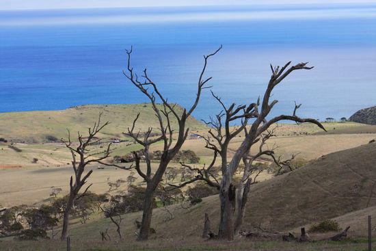 ...auf der Fleurieu Peninsula