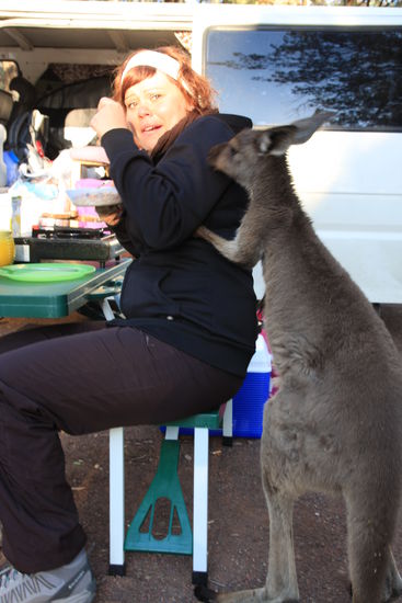 Frühstück mit Kangaroos. Belli zieht aber auch jedes Viech an 