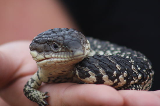 ...ein Blue Tongue Lizzard. Wir haben denn nich gefangen, Jono, ein netter Aussi 