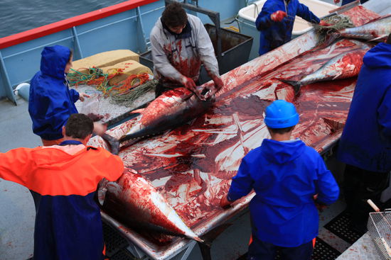 ...Tuna Harvest in Port Lincoln