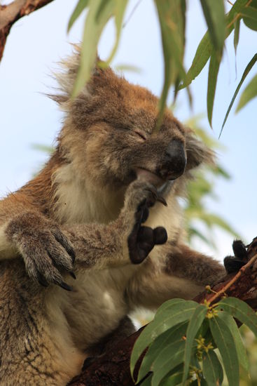 Ich hab sie zum Fressen gern 