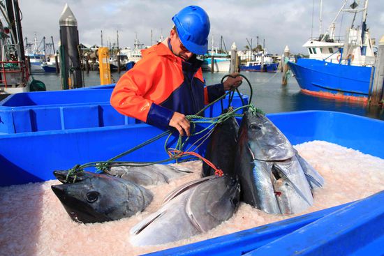 ...die Fischis (Blue Fin Tuna) gehn nach Japan. Der Abnehmer war mit on Bord und hat seine Ware genauestens direkt vor Ort geprüft