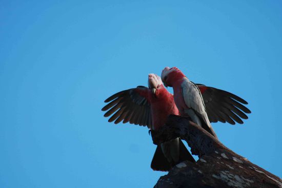Belli hat sich frühmorgens auf die Socken gemacht. Corellas (Kakadu), die gib´s hier scharenweise...