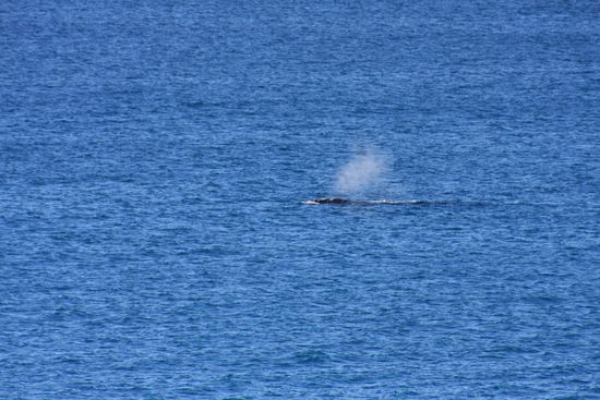 Head of Bight, auch ganz im Süden Australiens ist die alljährliche Geburtsstube der Southern Right Whales (Südkapper). Wir haben sozusagen nur