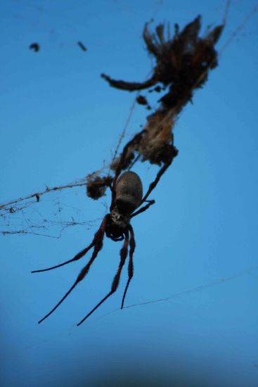 Am unserem nächtliches Campground im Bordervillage war ich nicht diesem Exemplar, welches ich meine war um einiges größer!!!!, so nahe, die hätte gut und gerne direkt ins Gesicht springen können. Widerlich!!!!!!