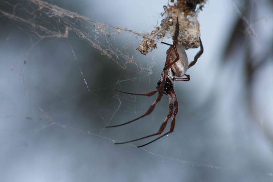 ...überall lauern die Biester...