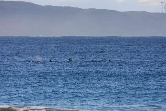 Inzwischen sehen Delphine des Öfteren...