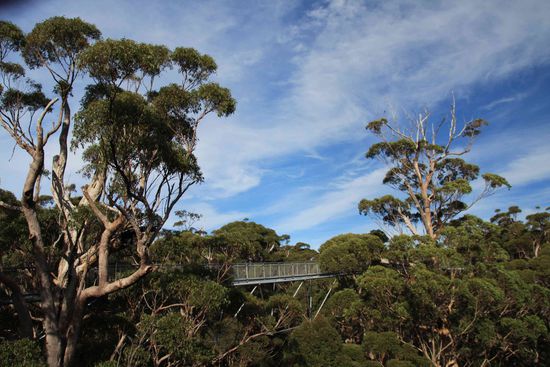 Die Tingle Tingle Trees (Eukal.) werden bis zu 60 m hoch, 400 Jahre alt und können einen Umpfang von 16 erreichen.