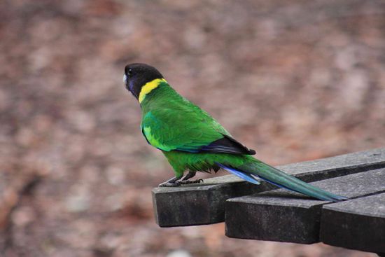 Ein Ring-Necked Parakeet
