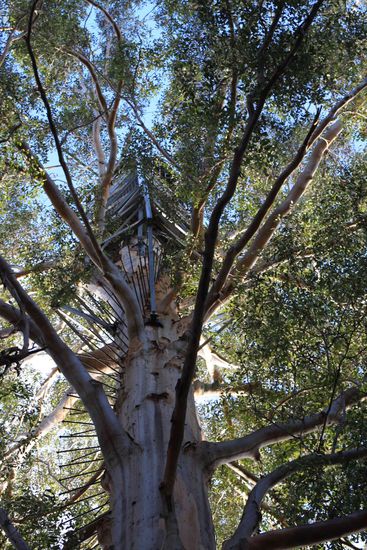Gloucester Tree Fire Lookout, knapp 60 m hoch