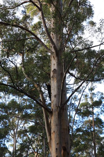 Der schwarze längere Strich im Baum bin ich 