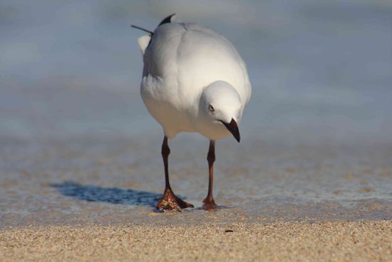 Ja, die versuchts auch 