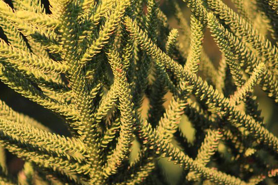 Suchbild Nr.?  ...das ist eine Norfolk-Tanne