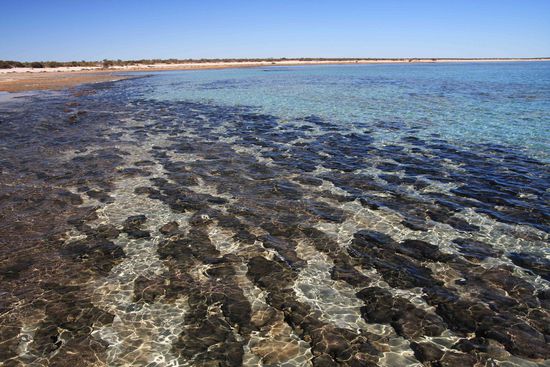 Hamelin Pool, Kolonie von Stromatolithen. 1,9 Mrd. Jahre alte Mikroorganismen...