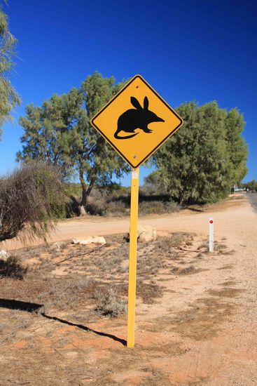 Ein Bilby, die sind sehr rar. Gesehn haben wir bisher keins