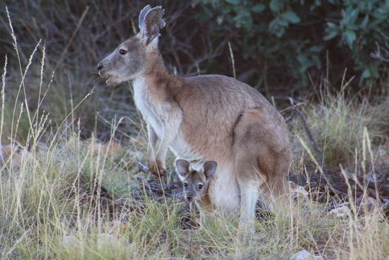 Little Joey mit seiner Mum