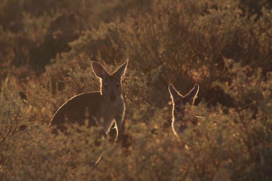 Keine Ahnung, ob das nu Wallabys waren oder kleine Kängurus. Im Cape Range NP haben wir soviele davon gesehen (die meisten  auch lebend). Am Straßenrand an den Highways sieht man leider viel zu viele liegen 