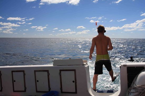 ...schwimmen mit den Wal-Haien