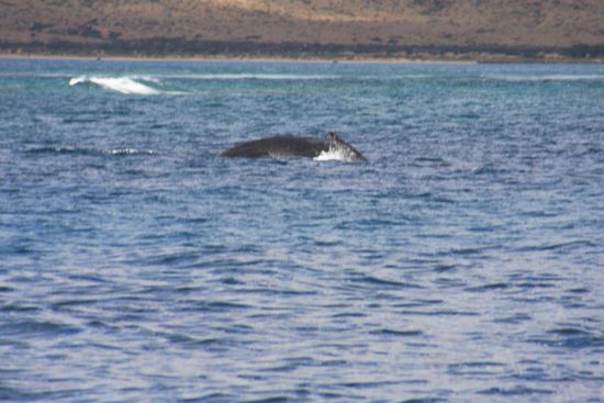Einer unsrer gesichteter Humpie (Buckelwale)