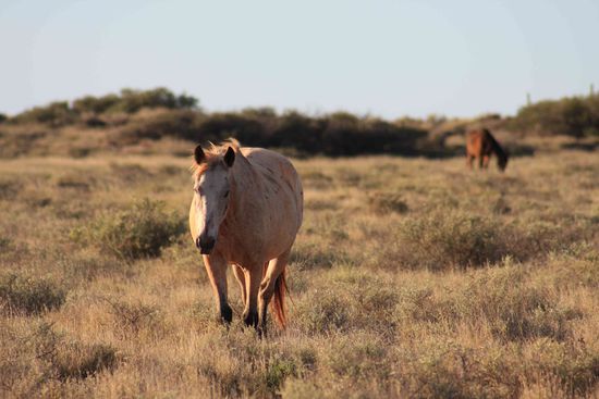 Das müßte, ich hab die Namen, der beiden hier lebenden Wildpferde vergessen. Aber sie waren schon alt und sahen echt klabbrig aus...aber trotzdem irgendwie schön anzusehn...