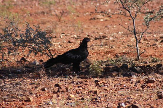 Wedge-Tailed Eagle, majesätische Vögel