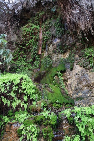 auf einer kleinen Buschwanderung in der Dales Gorge.
