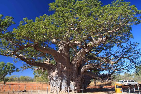 Einer der ältesten Baobabs. Sie wurden früher auch als Gefängnisse benutzt, so groß können sie werden.