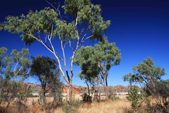 ...in der Geiki Gorge bei Fitzroy Crossing. Ich hab gelesen, dass das Gebiet vor "einigen" Jahren zu einem Reef gehört hat. Unvorstellbar.