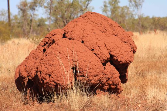 ...genau ein Termitenhügel