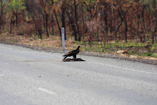 Wedge tailed Eagle. ich fotografier sie einfach gerne. Schöne Vögel.