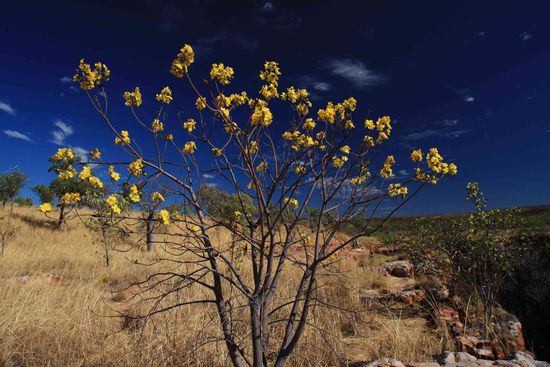 ...ein Busch, findet man auch überall hier.