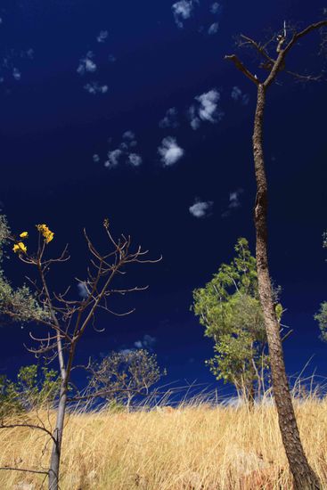 Das Spinnifex-Gras goldgelb und der Himmel tiefblau. So haben wir es fast  jeden Tag gesehen.