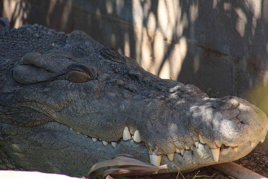 Saltie oder auch Leistenkrokodil