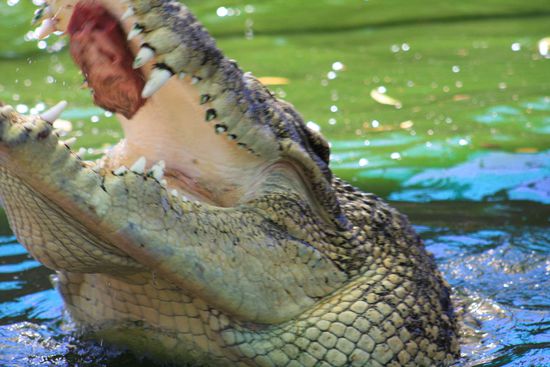 Die Krokos sind so schnell, hätte ich nicht gedacht. Man berührt die Wasseroberfläche nochh nicht ganz, da schnellt der Brocken schon wie ein Blitz aus dem Wasser und versucht nach irgendwas zu schnappen...
