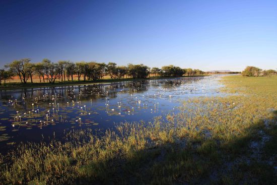 Kleines Billabong voller Leben