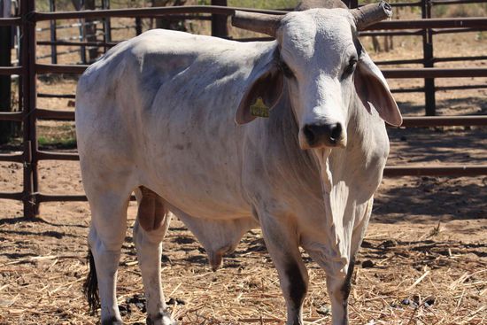 Er guckt so traurig und es is ganz alleine (