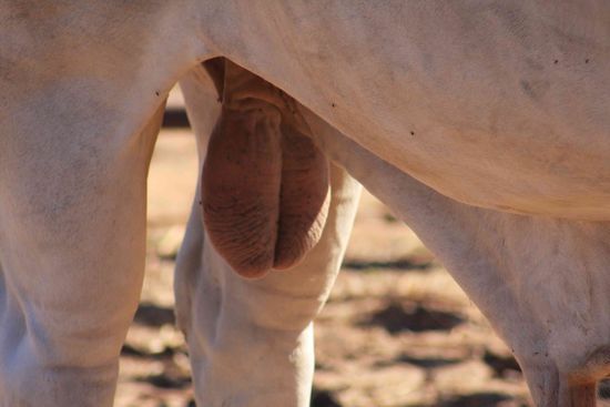 ...das sind Eier!!!! Awesome... 