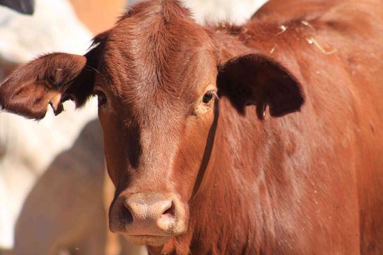 Ich mag braune Kühe!