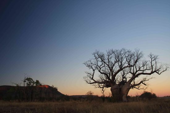 ...ein einsamer Baobab