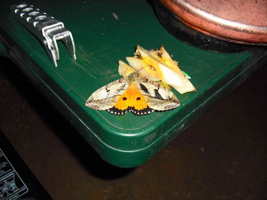 Motten mögen Bier, dieses schöne Exemplar paßte nur nich in die Flasche