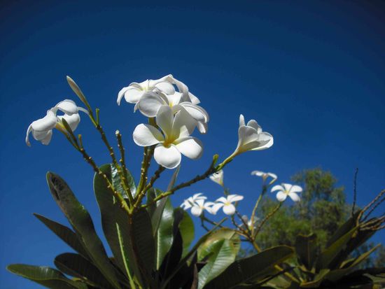 Frangipani....die duften!!!!!!