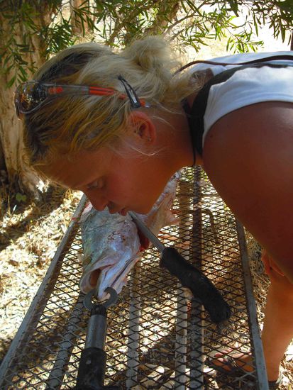 ...das Examplar hab ich gefangen, 84 cm lang. Sie müssen über 54 cm lang sein, sonst müssen sie zurück ins wasser.