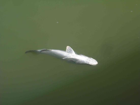 .....erstmal tot stellen....