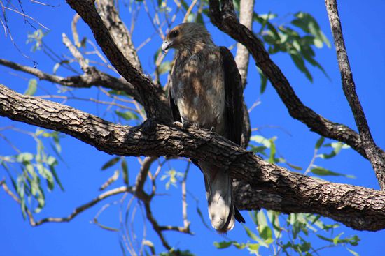 Die Tierwelt ist ein Grund nach Australien zu kommen....