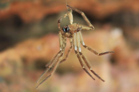 ...ne kleine Huntsman